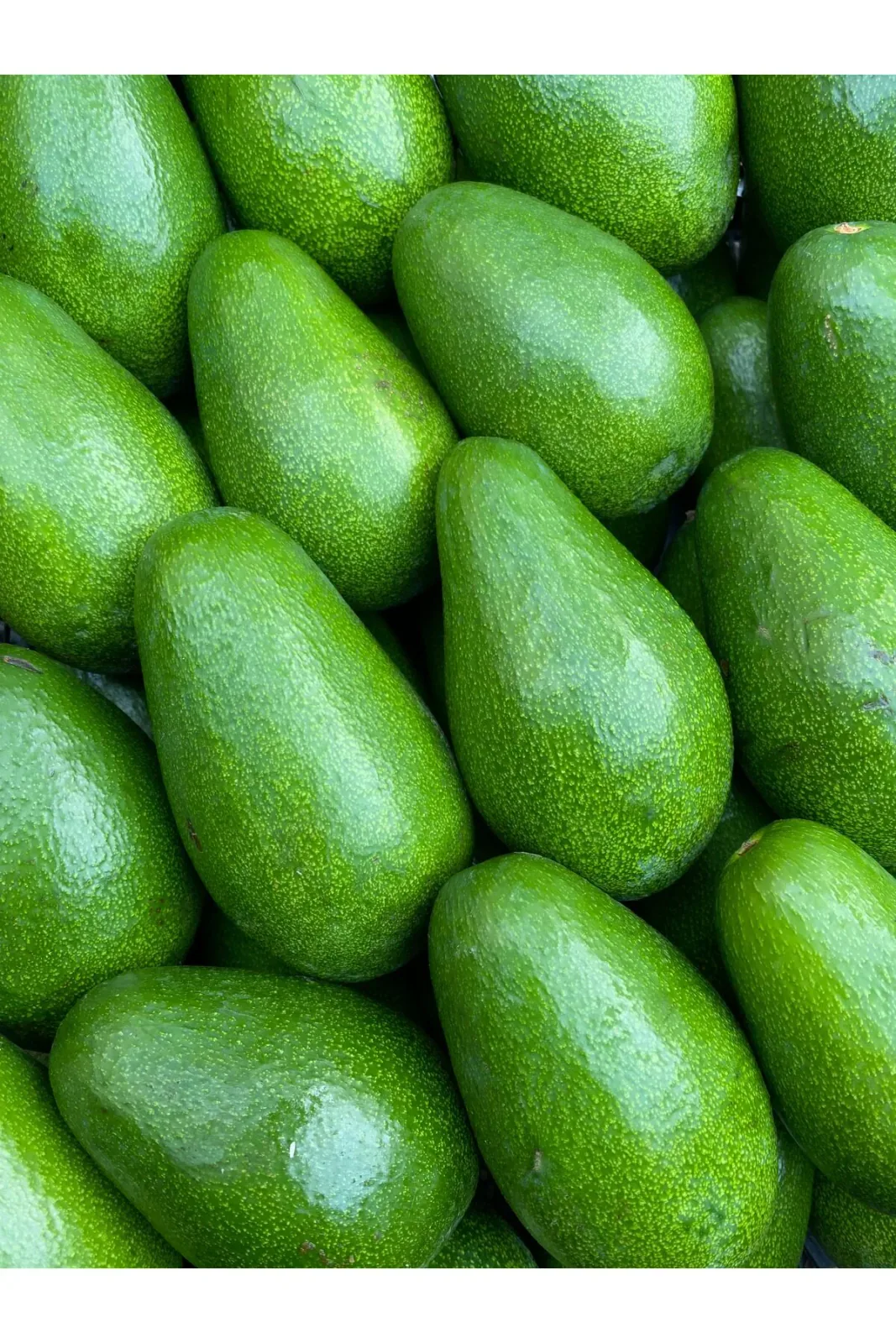 1 Kg Avokado