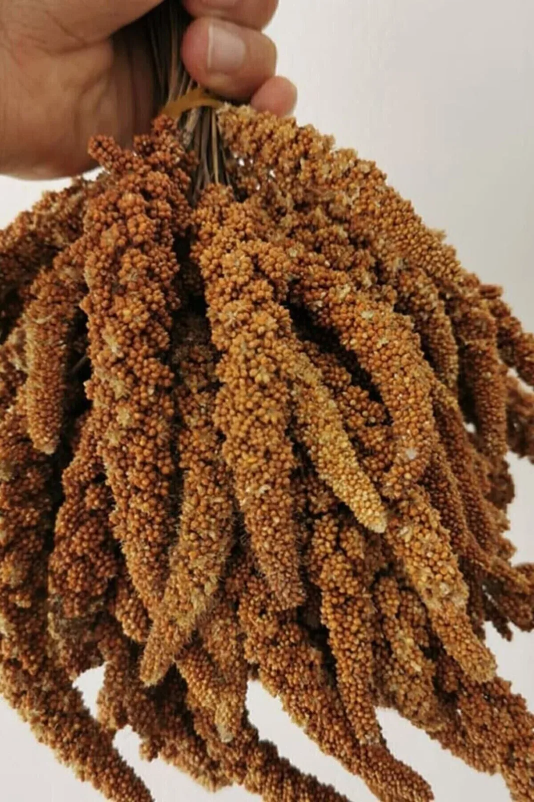 Organik Dal Darı - Doğal Daldarı Kuş Yemi 100 gr