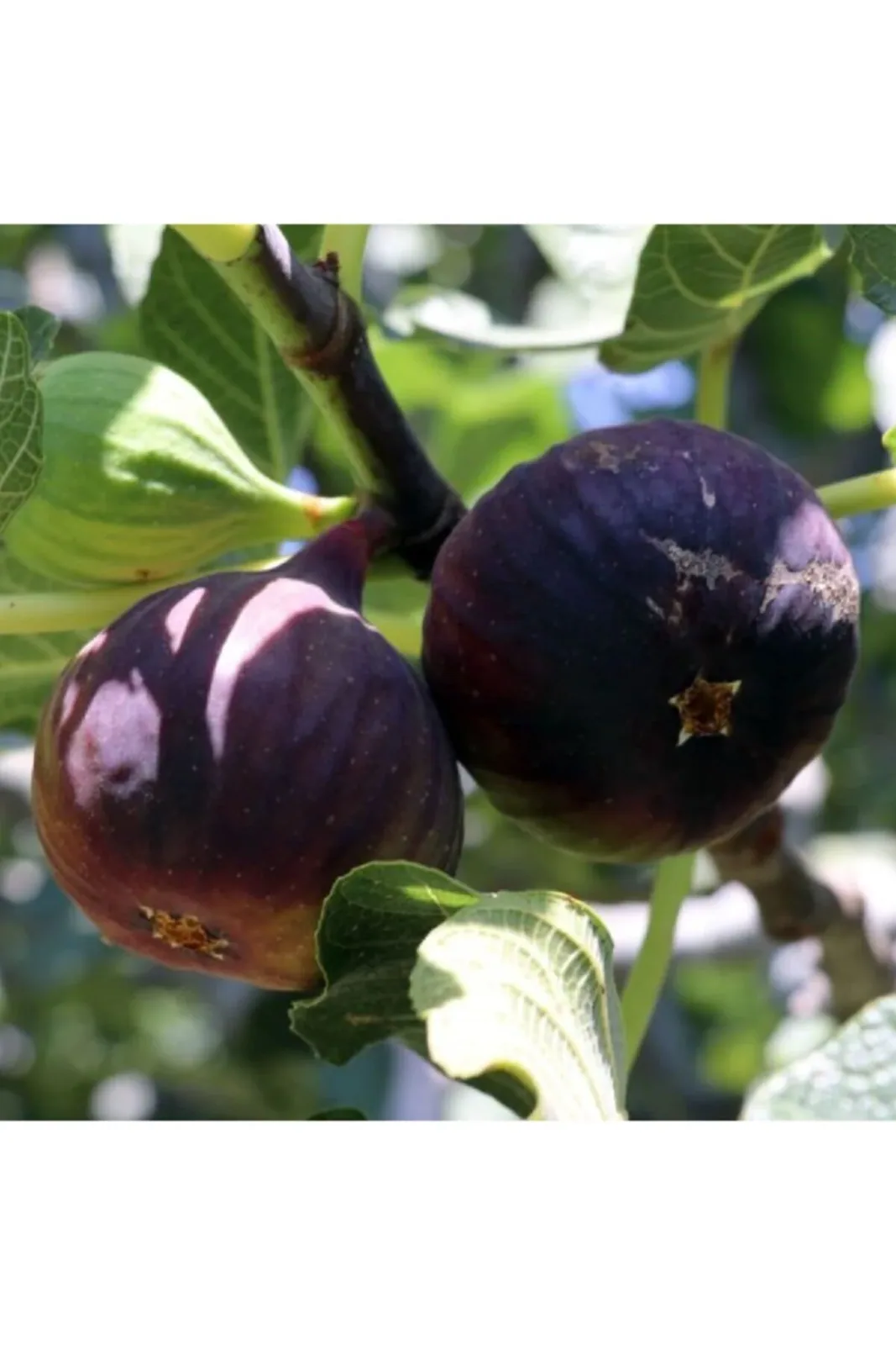 Tüplü Lezzetli Durdane Siyah Incir (BURSA SİYAHI) I 20-40 Cm