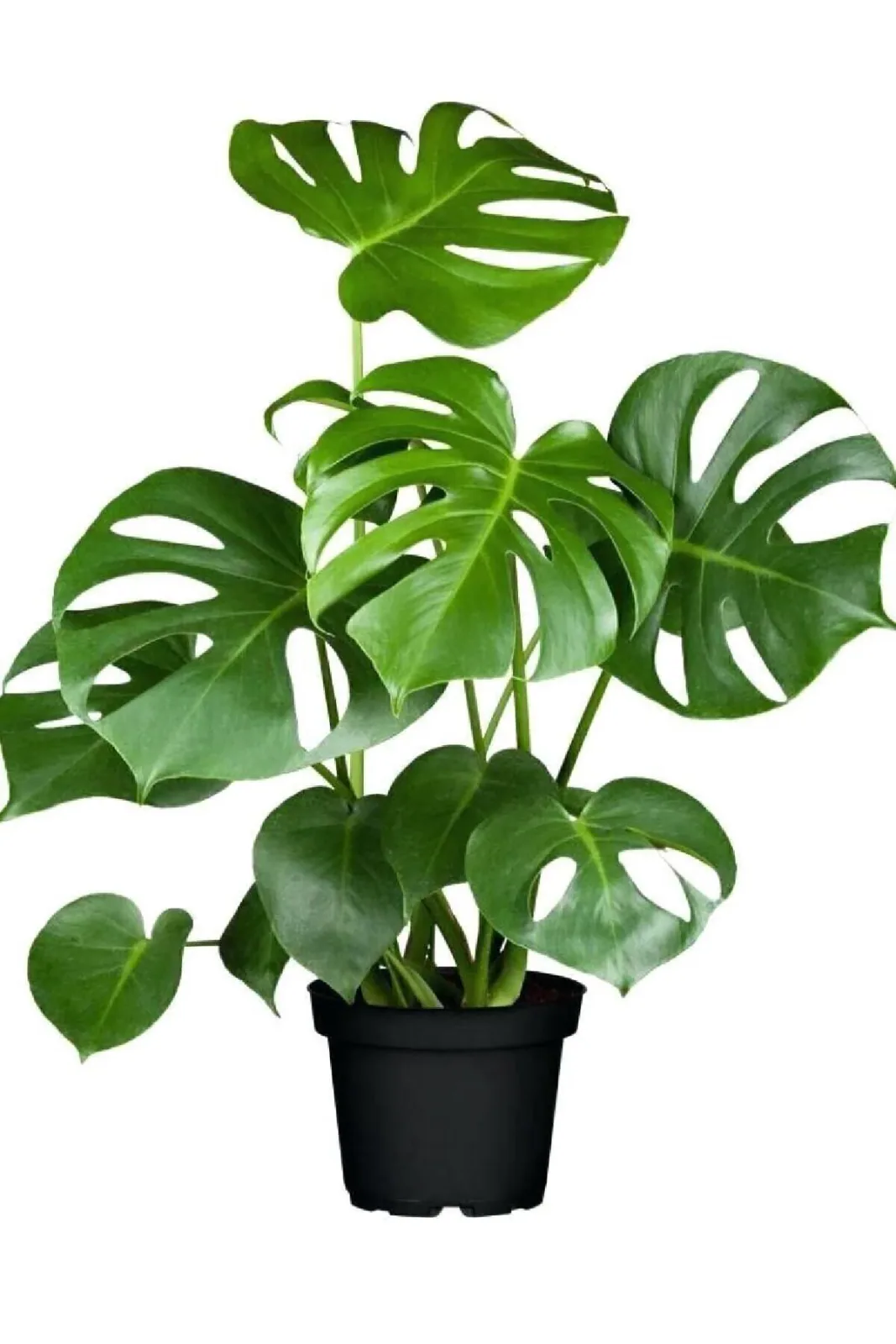 Monstera Deliciosa Deve Tabanı Bitkisi 40-50 Cm